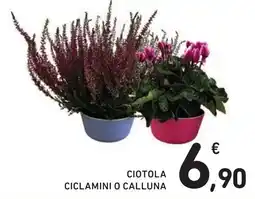 Spazio Conad Ciotola ciclamini o calluna offerta