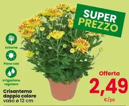 Despar Crisantemo doppio colore offerta
