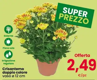 Crisantemo doppio colore