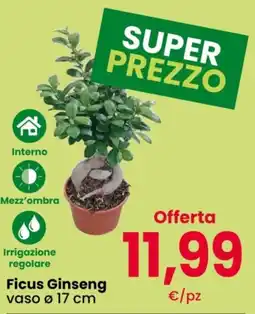 Despar Ficus Ginseng offerta