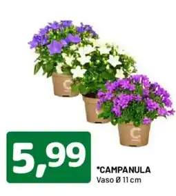 DPiù Campanula offerta