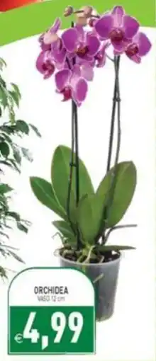 Supermercati Agorà Orchidea offerta