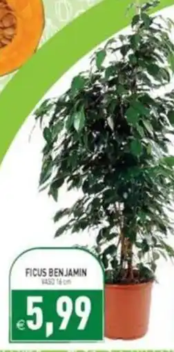 Supermercati Agorà Ficus Benjamin offerta