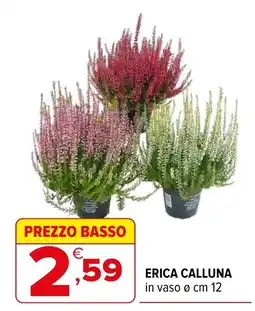 Iperal Erica Calluna offerta