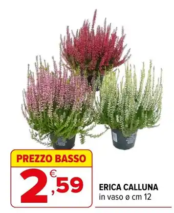 Erica Calluna