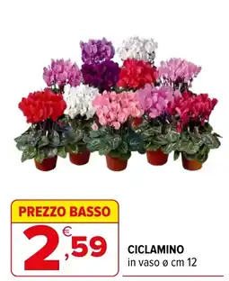 Iperal Ciclamino offerta