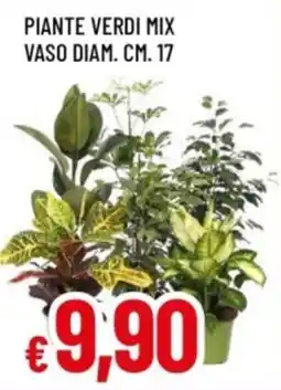 Famila Piante verdi mix offerta