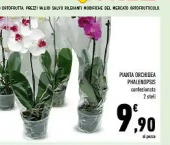 Conad Pianta orchidea phalaenopsis offerta