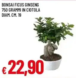 Galassia Bonsai Ficus Ginseng offerta