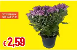 Galassia Settembrino in vaso offerta