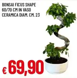 Galassia Bonsai Ficus Shape offerta