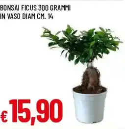 Galassia Bonsai Ficus offerta