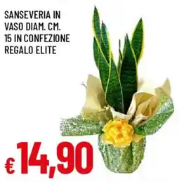 Galassia Sanseveria in vaso offerta