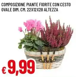 Galassia Composizione piante fiorite con cesto ovale offerta