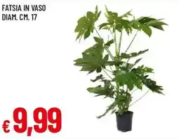 Galassia Fatsia in vaso offerta