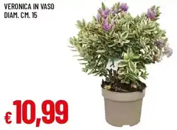 Galassia Veronica in vaso offerta