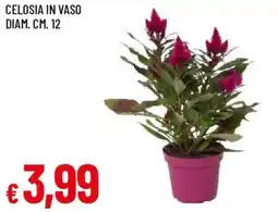 Galassia Celosia in vaso offerta