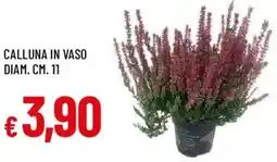 Galassia Calluna in vaso offerta
