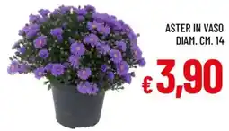 Galassia Aster in vaso offerta