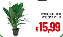 Galassia Spathiphillum offerta