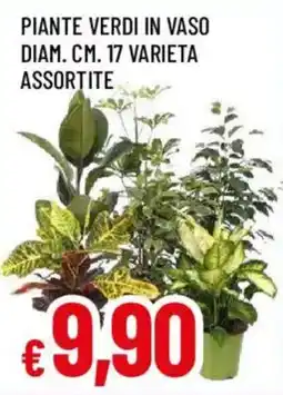 Galassia superstore Pianta verde in vaso offerta