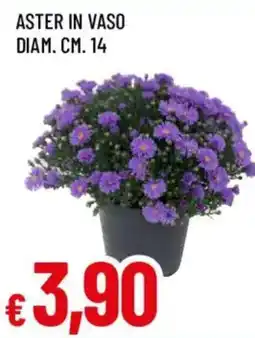 Galassia superstore Aster in vaso offerta