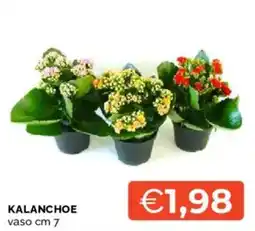 Mercatò Kalanchoe offerta