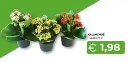 Mercatò Extra Kalanchoe offerta