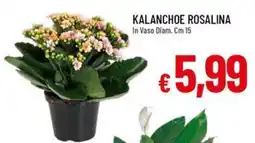 IperFamila Kalanchoe Rosalina offerta