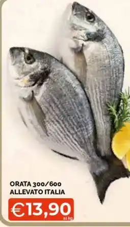 Mercatò Extra Orata offerta