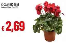 Galassia Ciclamino mini offerta