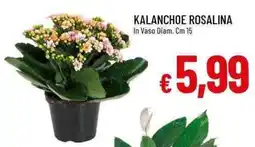 Galassia Kalanchoe Rosalina offerta