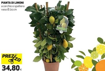 Coop Pianta di limoni offerta