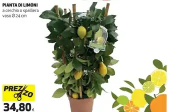 Coop Pianta di limoni offerta