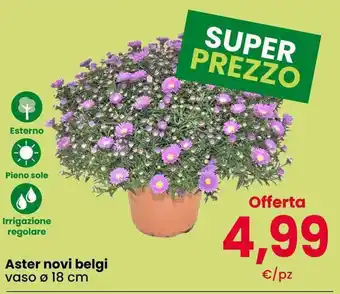 Aster novi belgi