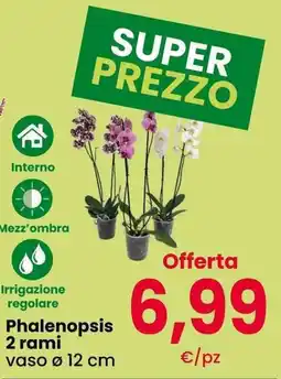 Interspar Phalenopsis offerta