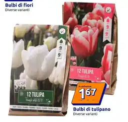 Action Bulbi di tulipano offerta