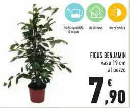 Conad Ficus Benjamin offerta