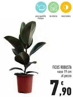 Conad Ficus Robusta offerta