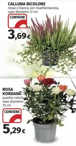 Coop Superstore Calluna bicolore offerta