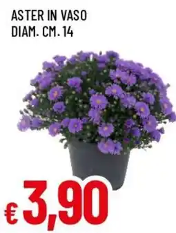Famila Superstore Aster in vaso offerta