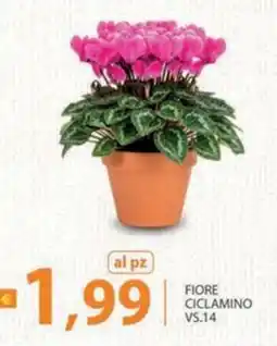 Re Mercato Lucrezia Fiore ciclamino offerta
