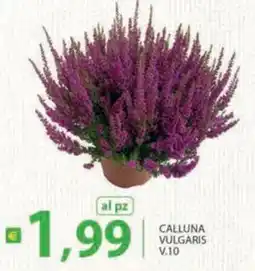 Supermercati Bruscoli Calluna vulgaris V.10 offerta