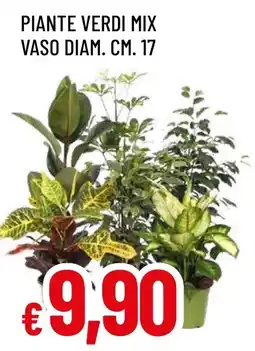 Famila Market Pianta verde mix offerta