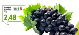 Madis Uva nera Leopoldo offerta