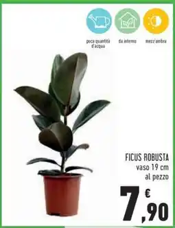 Conad Ficus Robusta offerta