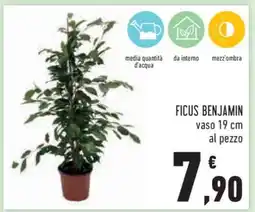 Conad Ficus Benjamin offerta