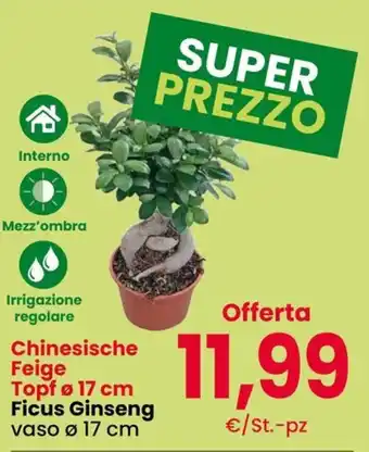 Chinese Feige Ficus Ginseng
