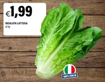 Insalata lattuga