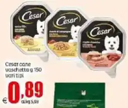 Elite Cesar cane vaschetta offerta